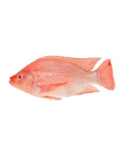 Tilapia Roja, 750-1000, 100% Peso Neto