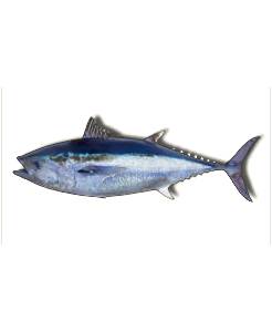 Atún Chileno 5-15 lb, Sin visceras (thirstie atún)