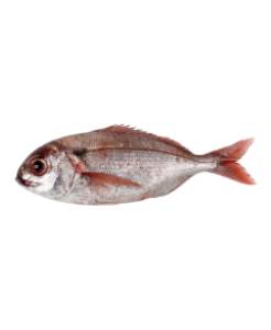 Besugo Entero, 600-800 GR