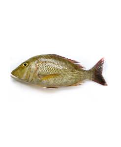 Emperor, WGGS, 1-2, 2-4 LB