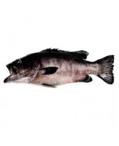 Merito Entero, 1000 G up