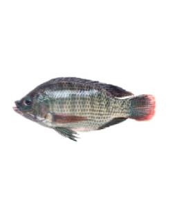 Tilapia Negra, 550-750 Gr, S/E, 100% PN