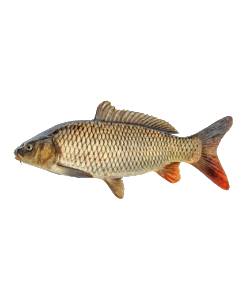 [0000006] Carpa HGT, 4-6, 6 up