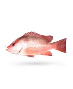 [0000008] Chillo Entero, GGS, 1-2 LB