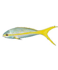 [0000010] Colirrubia Entero, 1.5 - 2 LB