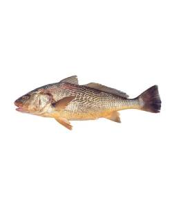 [0000011] Corvina Entera, 500-1000 gr