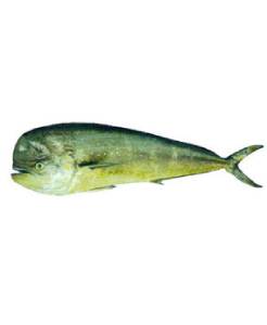 [0000012] Dorado Entero, 5-15 LB, 90% NW
