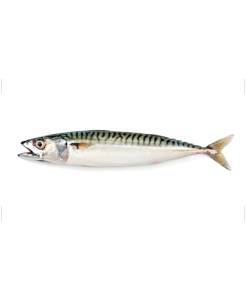 [0000026] Macarela Entera, 1-3 / 3-5 LB