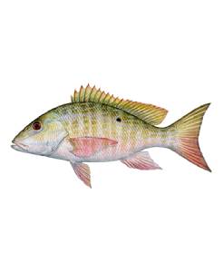 [0000035] Mutton Snapper, WGGS, 1/2 - 3/4 LB